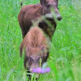 イノシシやシカによる被害も
