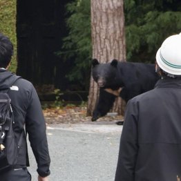 市街地にとどまるクマ（Ｃ）共同通信社