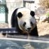 高市時代は二度とパンダは見られない（上野動物園のパンダ＝シャオシャオ）／（Ｃ）共同通信社