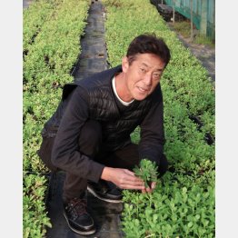 自ら品種改良したキリンソウを手にする藤田社長（提供写真）