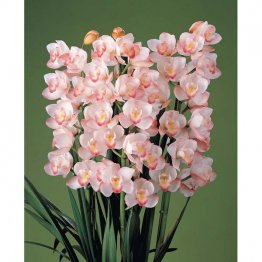 プリンセスまさこ（提供写真）